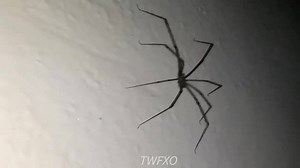 71K views · 2.3K reactions | Shadow Dance on Reels | Facebook