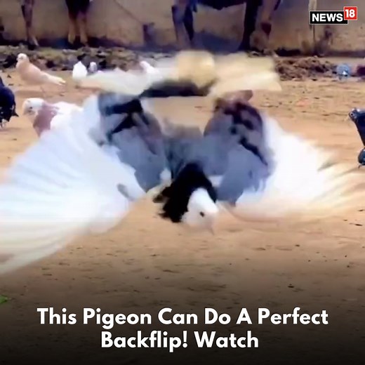 This Pigeon Can Do A Perfect Backflip! Watch #pigeon #bird #birds #backflip #animals #dance | News18