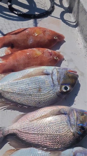 3 comments | Snorkeling, fishing trip to Caye Caulker island | Belize Masters Tours | Facebook