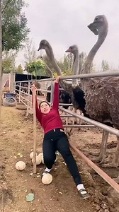 2M views · 6.9K reactions | How to keep an ostrich distracted | MetDaan Discovery | Facebook