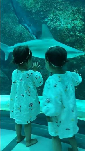 Baby Shark Song in Front of a REAL Shark 😲