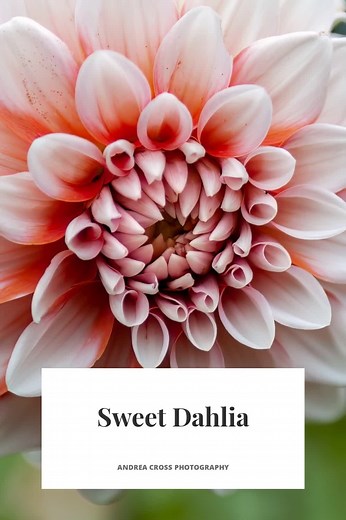 Andrea Cross | "Sweet Dahlia" // Link in bio. | Instagram