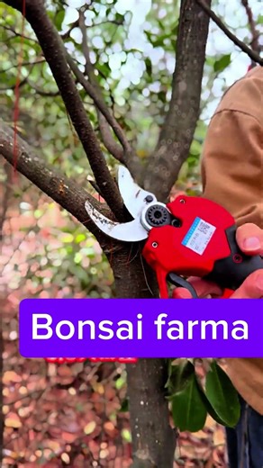 🌿 Tree Pruning Shears for Clean and Healthy Branch Cutting ✂️#pruning #stysifiying