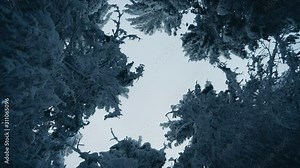 Tall spruce trees covered with snow in frosty winter landscape. A view on sky in snowy forest. Christmas background with fir tree. Camera moves in a circle