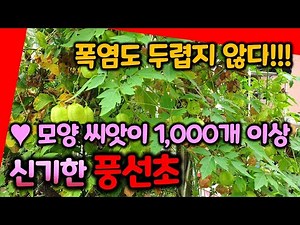 풍선초에 풍선 300개, 씨앗 1,000개가 넘게 달려 있어요