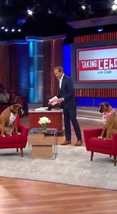 442K views · 13K reactions | DNA TEST REVEAL: Boxer Dog Goes Berserk...