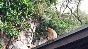 The monkey as Barbary Macaque sitting on the roof and looking around. British Colony Gibraltar. Video in 4K.