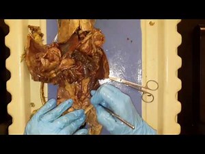 Abdominal and thoracic cavity dissection of mink