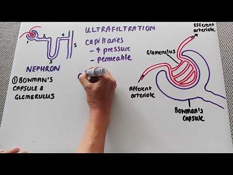 The glomerulus and Bowman's capsule