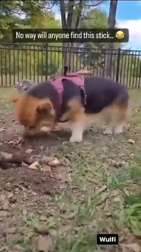 Roar Wildlife News on Reels