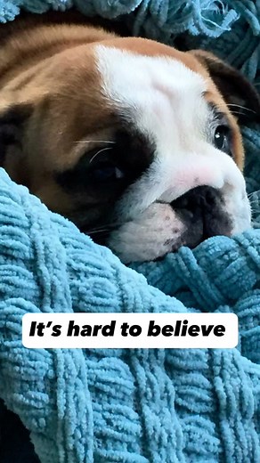 Geez… Where did the time go. We love this boy so much and looking forward to lots more happy years ahead. #petlover #dogtok #happybirthday #dog #family #memories