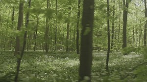 Woman running quickly through a forest - Free Stock Video