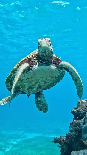 “Immersed in Change” resalta la importancia de la inmersión en el océano, el cambio necesario y la acción requerida para abordar los desafíos, preservar la salud y la sostenibilidad del océano para que las generaciones futuras crezcan en un mundo mejor. | Presidencia de la República