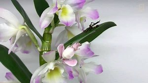 Wait for it. | National Geographic