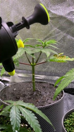 Bubblegum Gelato Watering