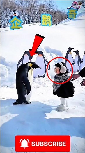 This Is Why Penguins Are Different 🐧❤️ #penguin #nature
