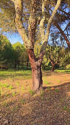 Cork is a 100% natural, renewable material with excellent thermal and acoustic insulation properties. Lightweight, durable, and fire resistant, it's an eco-conscious choice for high performance building. | TIWI Cork Spray