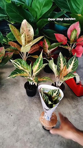 PVC Packaging Process 💛💛💛 | Door Step Garden