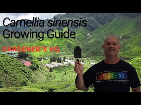 Camellia sinensis Growing Guide (Tea Plant) by Gardener's HQ