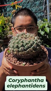 Que tal esta Coryphantha?💚🌵🥰.... like y sígueme para más contenido suculento 🌸 🏵 🌵 🌺 💕 😉......... #suculentas #cactus #jardin #plantas #viral #viralreels #suculentasycactus_ #coryphanthaelephantidens #coryphanta #cactuslover | Suculentas.y.catus_