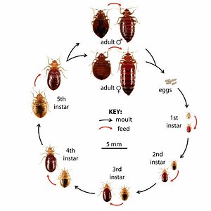 Bed Bug Basics