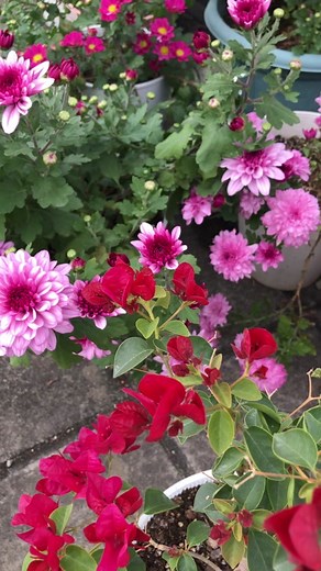 Chrysanthemum Garden: Beautiful Blooms for Your Balcony