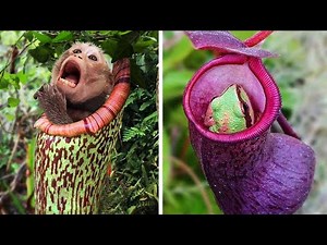 Plants That EAT Animals