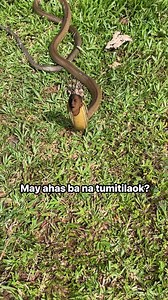 Banakon daw ay kaya tumilaok na parang manok? Lilinawin lang natin! Ang mga ahas ay hindi kayang gumawa ng malakas na tunog tulad ng mga ibon o ibang hayop dahil sa kanilang anatomiya. Narito ang ilang dahilan: 1. Walang vocal cords: Ang mga ahas ay walang vocal cords, na siyang ginagamit ng mga hayop upang makagawa ng tunog. 2. Limitadong respiratory system: Ang mga ahas ay may limitadong respiratory system, na hindi kayang makagawa ng malakas na tunog. 3. Paggamit ng ibang paraan: Sa halip, an