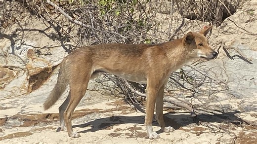 Wild dog control extended to 2028