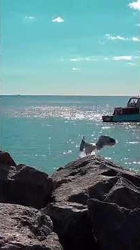 🌊 Seagulls Crying Over the Ocean | Coastal Ambience for Relaxation, Sleep & Meditation 🐦✨