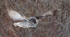 Great Grey Owl Hovering Flying Away Stock Footage Video (100% Royalty-free) 1088863883 | Shutterstock