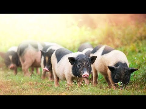 Potbellied Pigs vs. Domestic Pigs | Pet Pigs