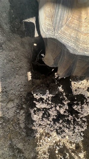 Turtles dig holes to lay eggs.