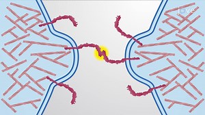 Video: Adherens Junctions