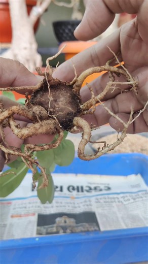 adenium repotting kaise kare l adenium root trimming l adenium design shorts