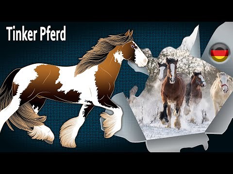 Tinker Pferd, die Pferde irischer und englischer Nomaden, Pferderassen