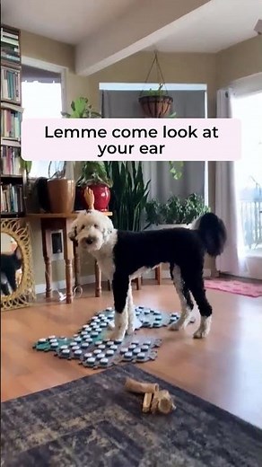 Doctor Bunny (she is srsly smart) | What About Bunny #fluentpet #sheepadoodle