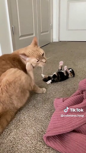 Heartwarming Moments of Mother Cats and Kittens
