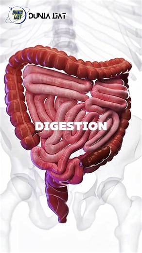 Mix These With Honey – Nature’s Secret Health Hacks 🍯✨