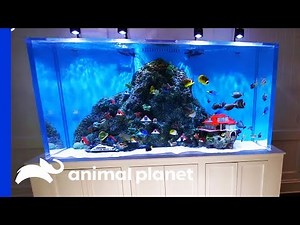 Building A Caribbean Themed Tank For NASCAR Champion Kurt Busch | Tanked