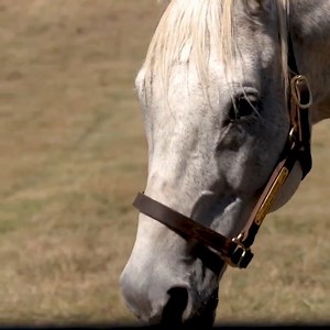 29K views · 501 reactions | National Museum of Racing and Hall of Fame member Silver Charm is one of the most notable residents at TAA-accredited Old Friends  : I am Horse Racing | Thoroughbred Aftercare Alliance | Facebook