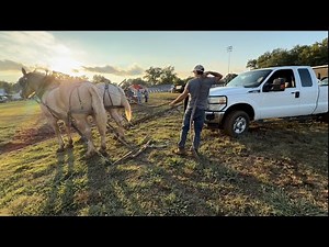 Horse and mule pull, the craziest thing happened