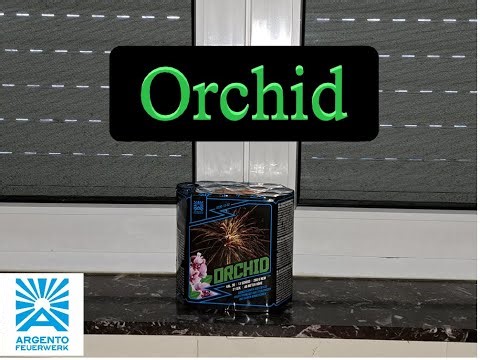 Argento Orchid Diese Orchidee braucht kein Wasser um zu blühen
