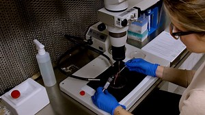 Mouse Footpad Inoculation Model to Study Viral-Induced Neuroinflammatory Responses