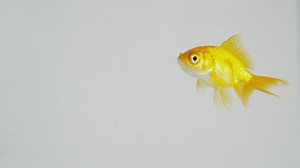 Goldfish swimming in clear water against a white background - Free Stock Video