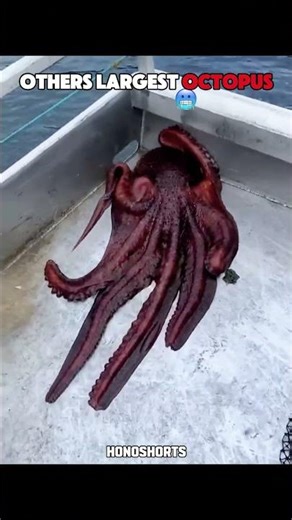 The Biggest Octopus Ever Caught on Camera 🐙#shorts #octopus