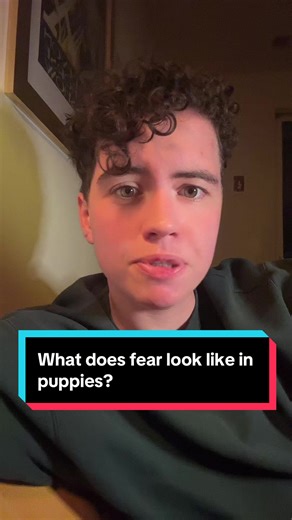 Free webinar to solve reactivity in bio. Most of us miss these things, and it can cost the dog everything. #dogbehavior #dogtraining #reactivedog #dog #dogsoftiktok