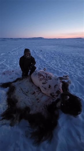 Adam Greentree on Instagram: "I’m use to rushing the field process in the heat to save the meat spoiling, it’s not spoiling here just going rock hard making recovery very difficult. The knifes even go blunt by freezing over with blood on the edge. @psebows @blackriflecoffee @ridgewalker_expeditions"