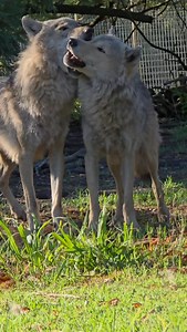 Wolves are often misunderstood as fierce and distant — but moments like this tell a different story. Brothers, bonded for life, expressing love in the quietest ways. #Tsitsikammawolf #wolfsa #Wolves | Tsitsikamma Wolf Sanctuary