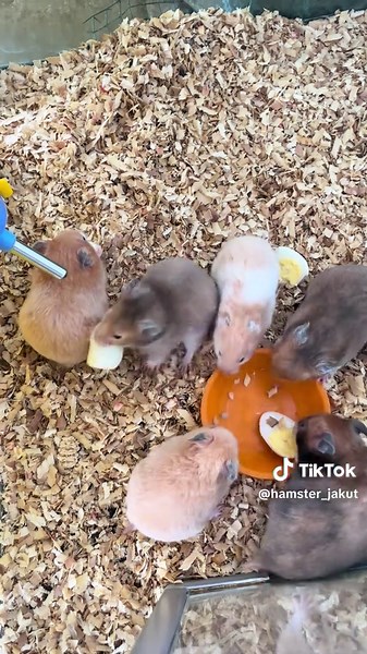 nyemil#hamstersyrian🐹 #hamstermurah